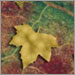 Autumn Leaves