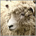MD Sheep & Wool Festival